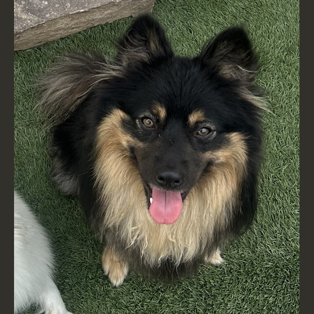 Photo of Milo