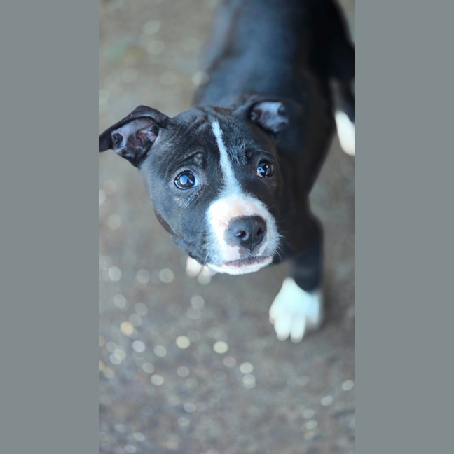 Photo of Cheerilee