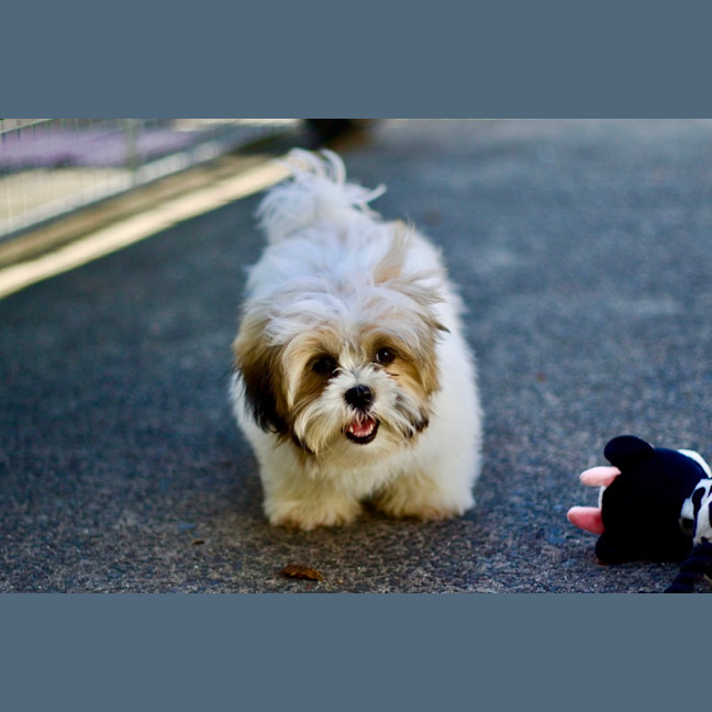 Photo of 🐶 Bailey 🐶