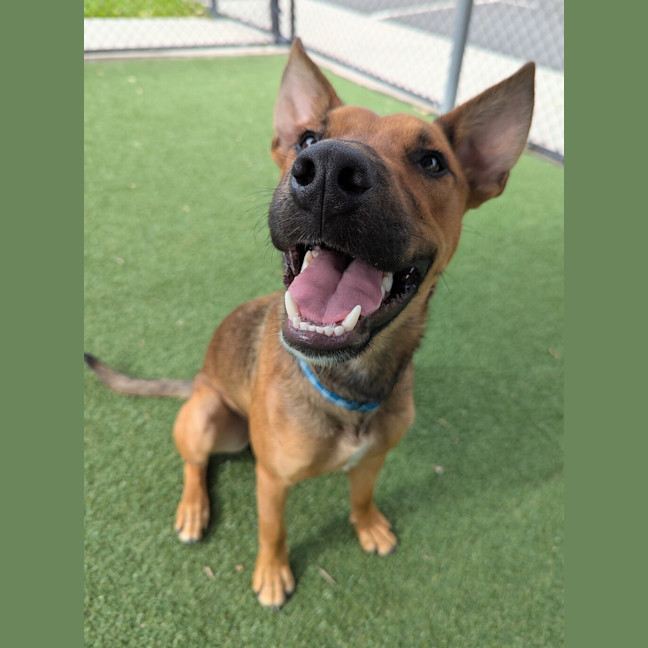 Photo of Rusty