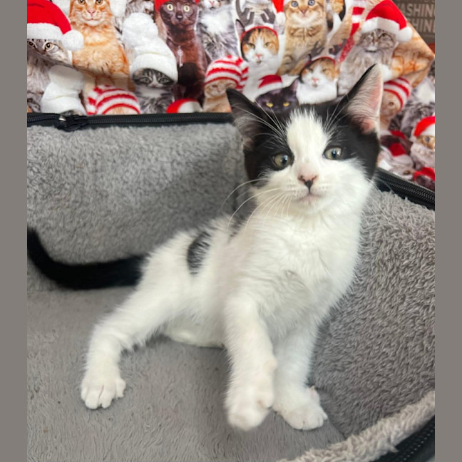 Photo of James *9 Lives Project Rescue*