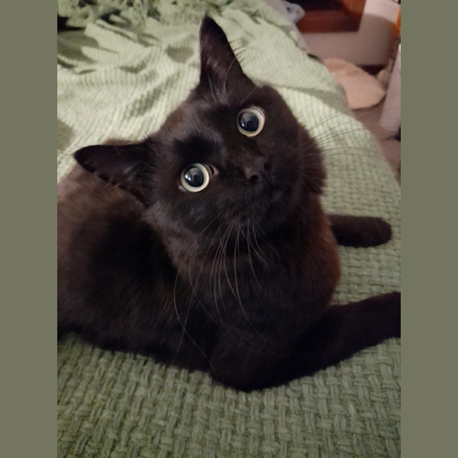 Photo of Yam *9 Lives Project Rescue*