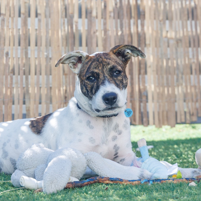 Photo of Missy