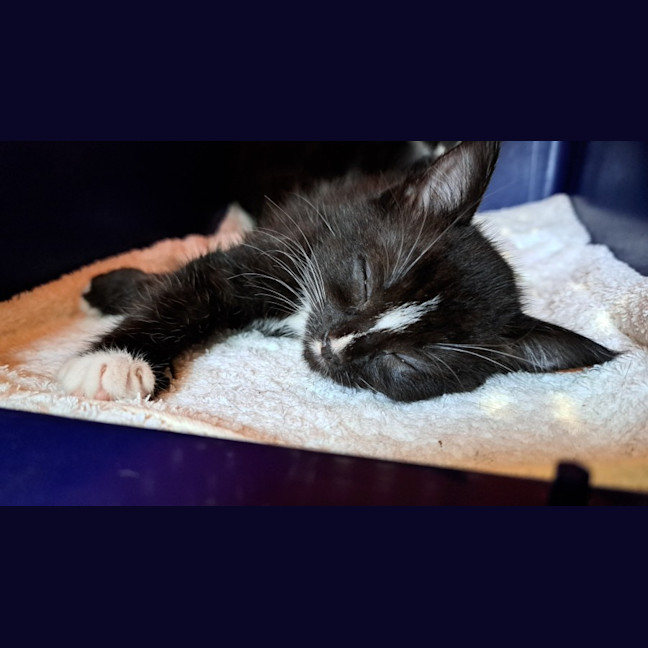 Photo of C1400 Audrey