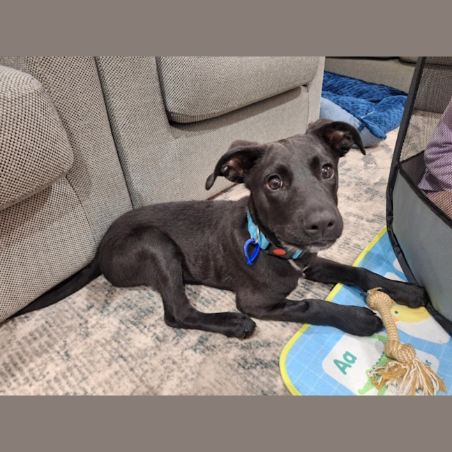 Photo of Buddy   7 Month Old Kelpie X