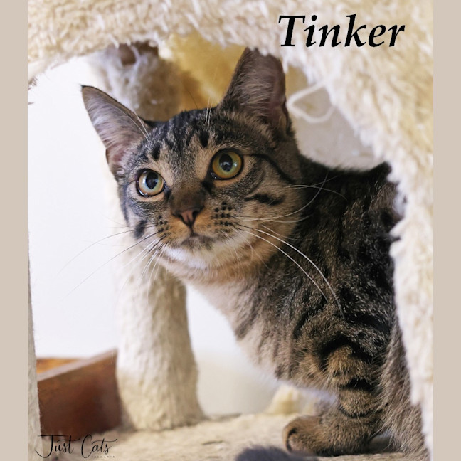 Photo of Tinker