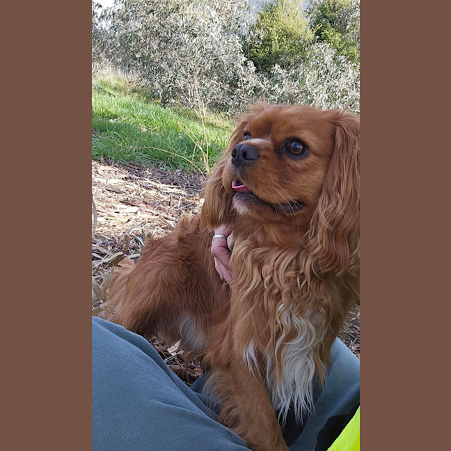 Photo of Toby (Was Alfie)