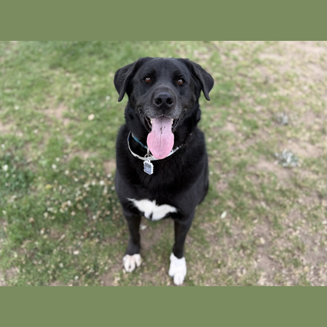 Photo of Boomie Imp 2716