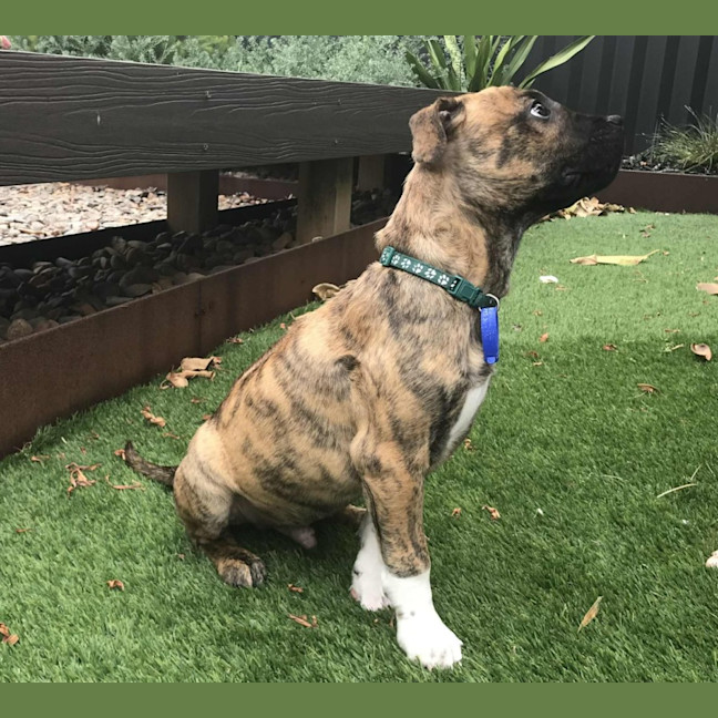 Photo of Ridge   14 Week Old Ridgeback X