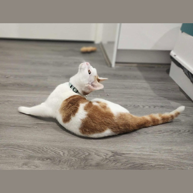 Photo of Cherry   In Foster In Ivanhoe