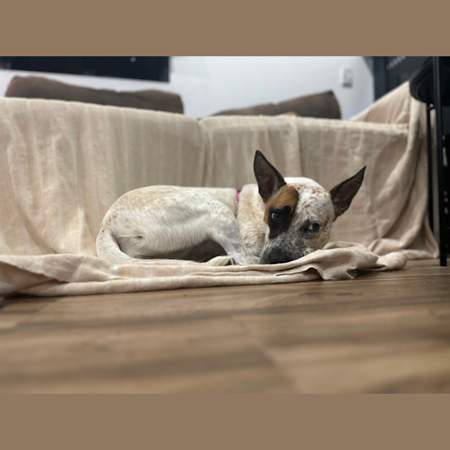 Photo of 🌶️ Chilli Heeler 🌶️