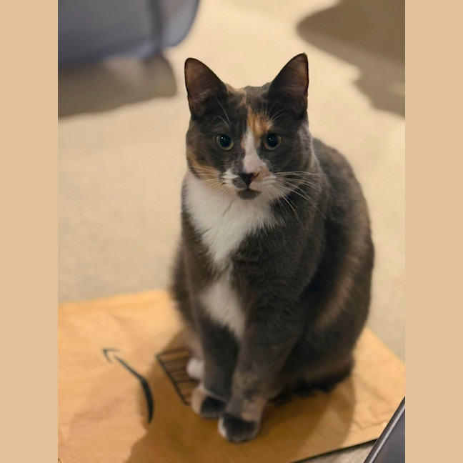 Photo of Misty 