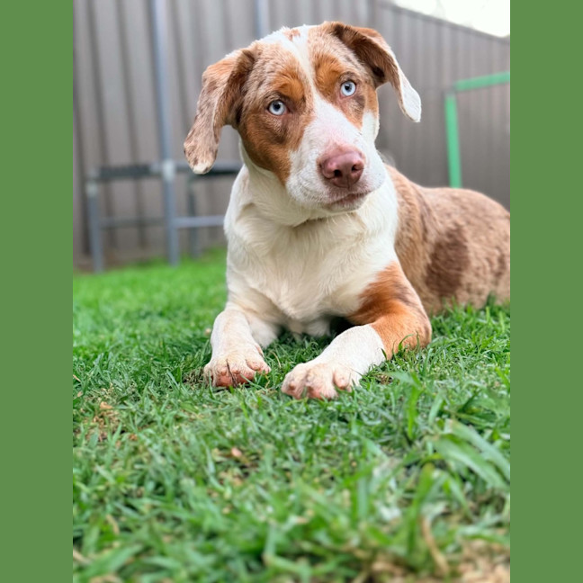 Photo of Nova