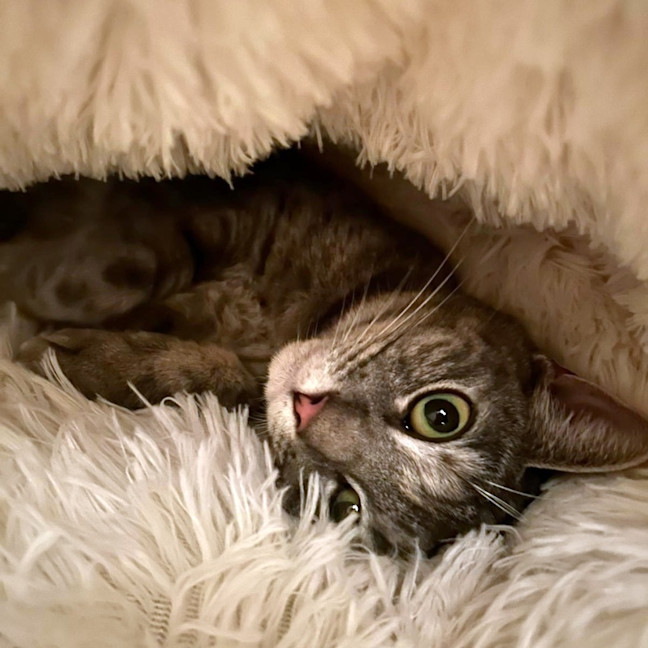 Photo of Luna
