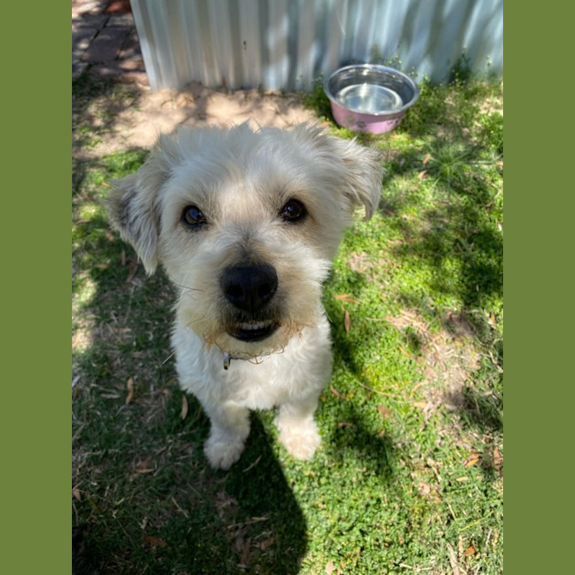 Photo of Marley & Bruno