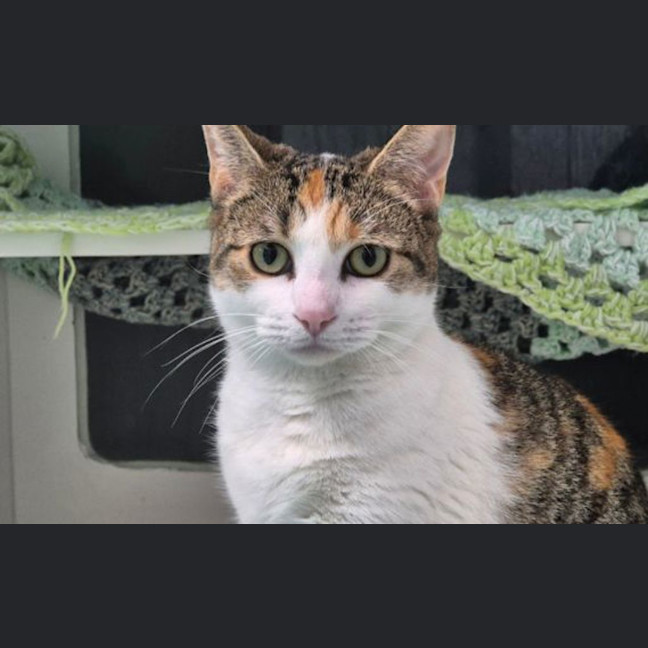 Photo of Cece