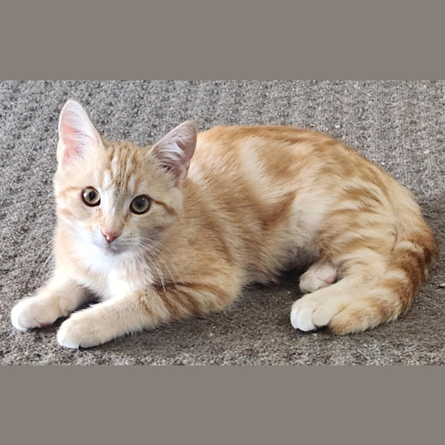 Photo of Leon   Located In Templestowe Lower