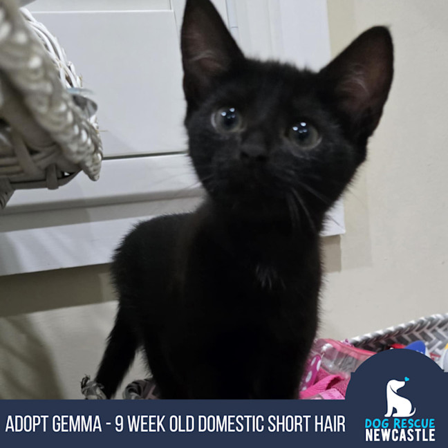 Photo of Gemma   9 Week Old Dsh