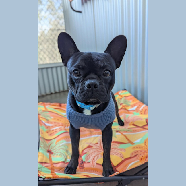 Photo of Prince