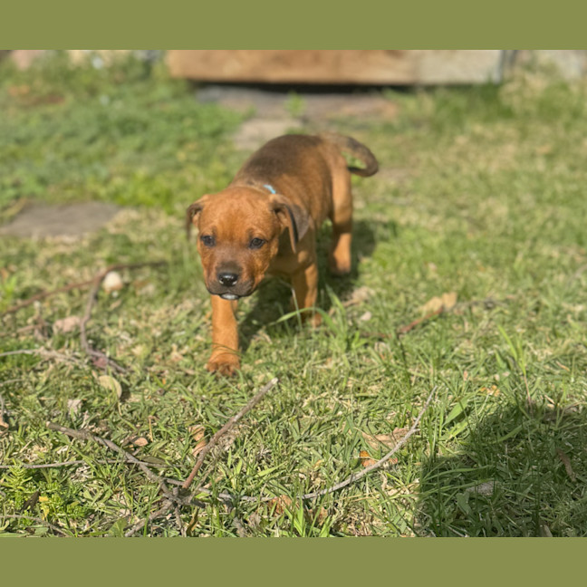 Photo of Groot   9 Week Old Staffy X