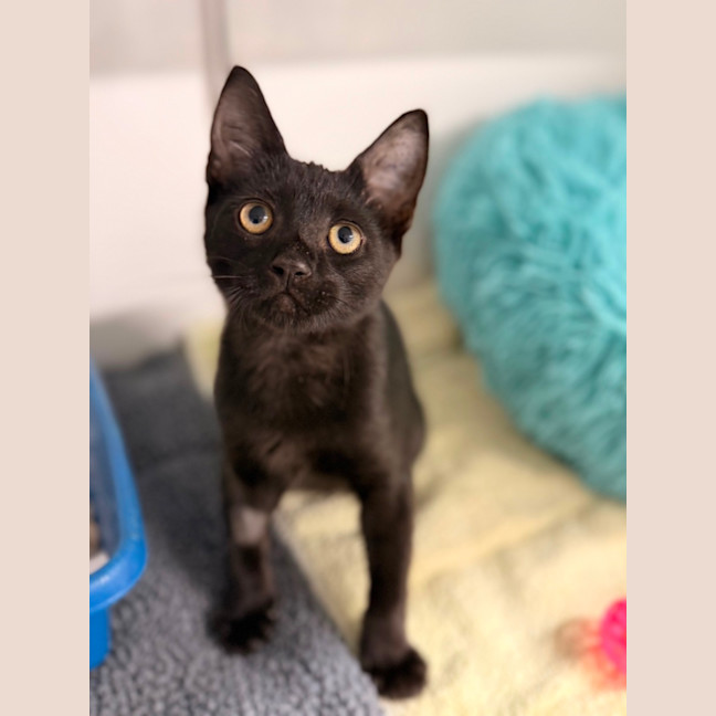 Photo of Bagheera