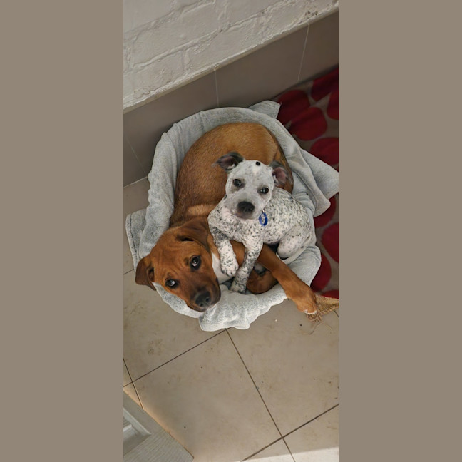 Photo of Valkyrie   6 Month Old Staffy X