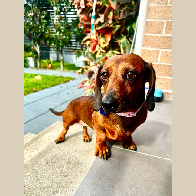 Photo of Winnie   4 Year Old Dachshund