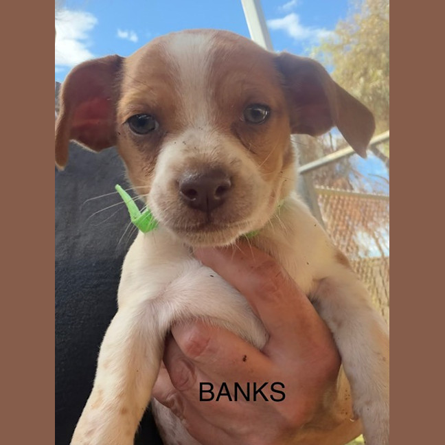 Photo of Banks