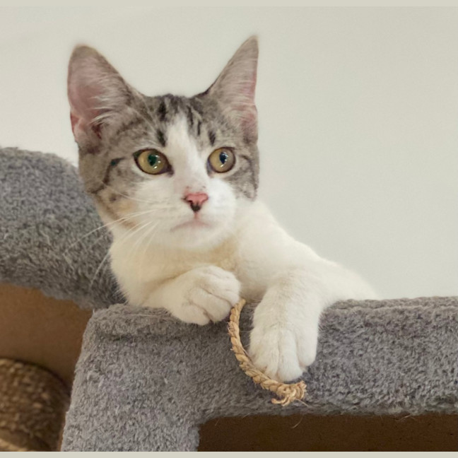 Photo of Amity (9967)