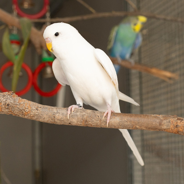 Photo of Bella