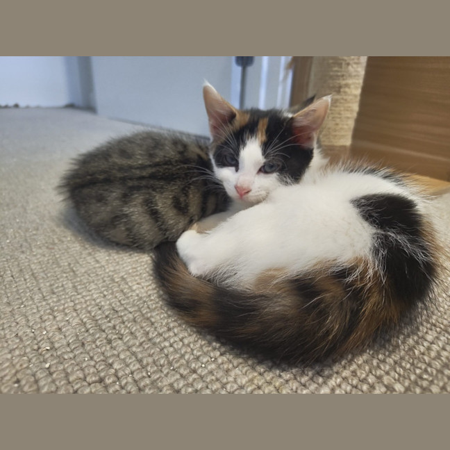 Photo of Pawla