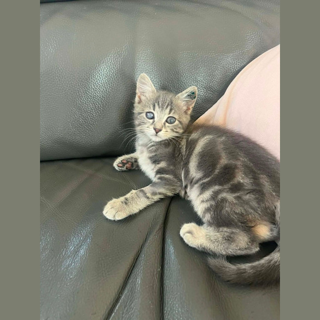 Photo of Pip