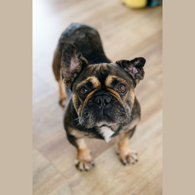 Photo of Bear   6 Year Old French Bulldog