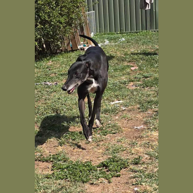 Photo of Prince, The Greyhound