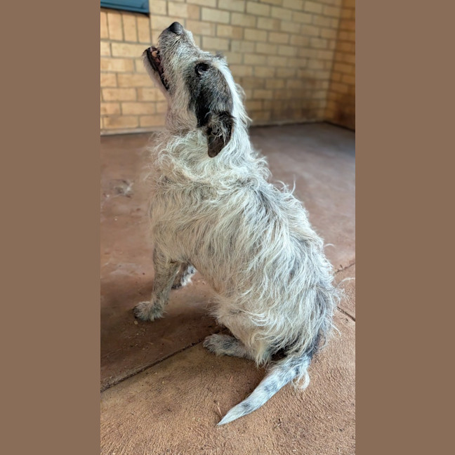 Photo of Scamp