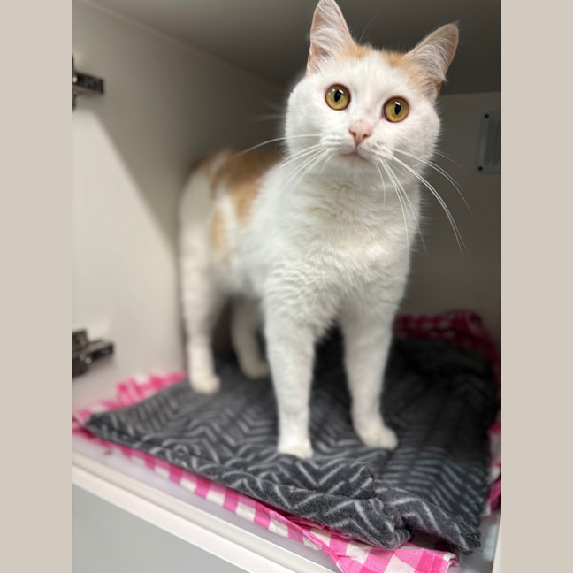 Photo of Lady Nubbins