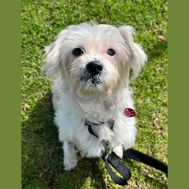 Photo of Mochi