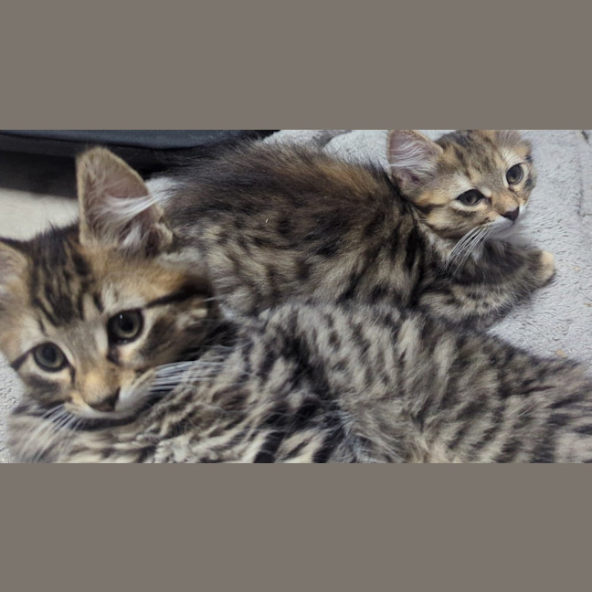 Photo of Bellatrix Clowder