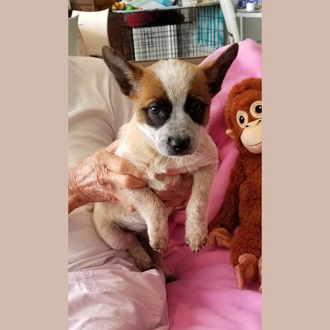 Red Dog Patsy Patsy - Medium Female Australian Cattle Dog Mix Dog in NSW - PetRescue