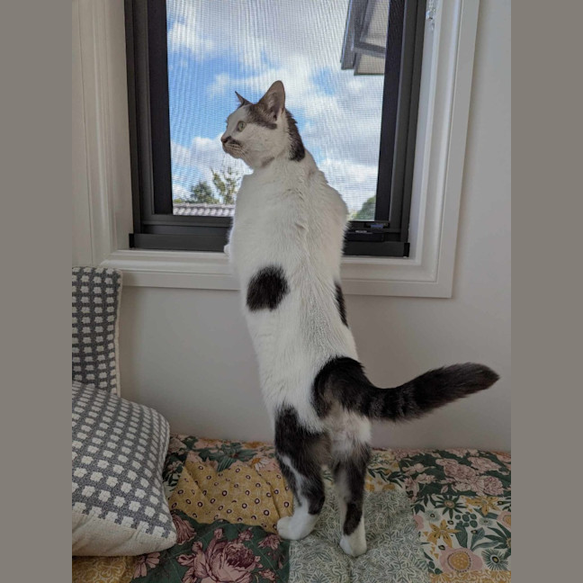 Photo of Tibby