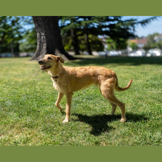 Photo of Rocky Gainsborough