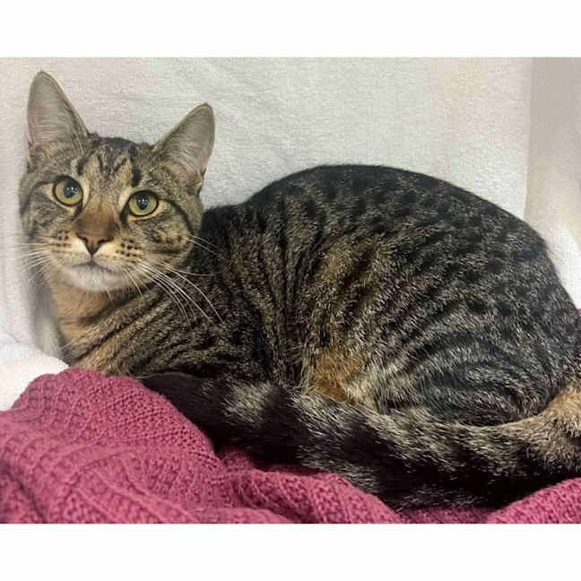 Photo of 11692   Olaf