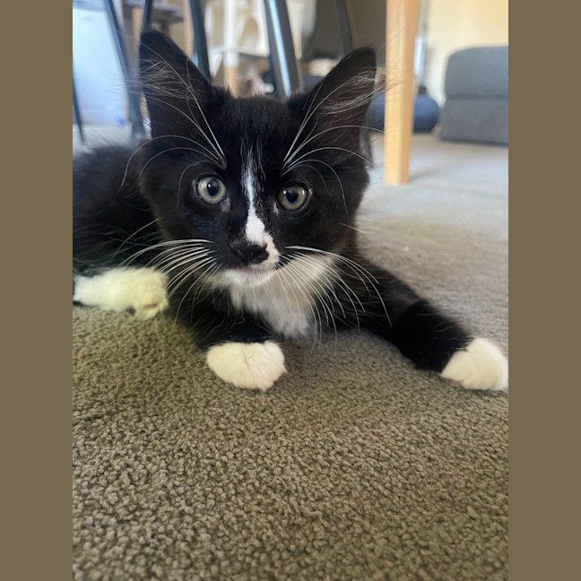 Photo of Stripe