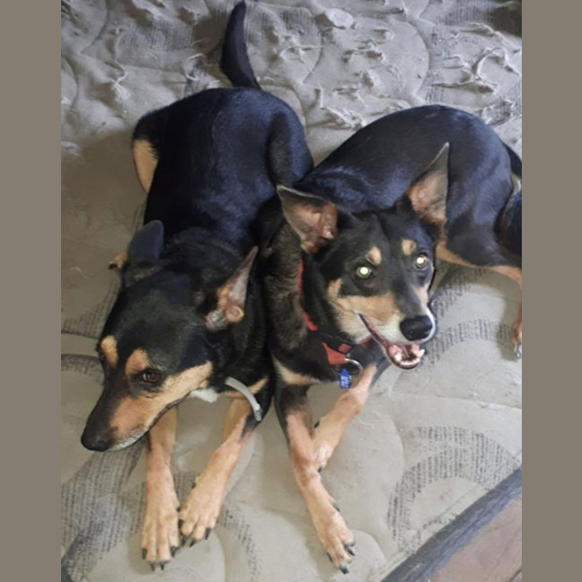Photo of Rocky & Max   8 & 6 Year Old Kelpies
