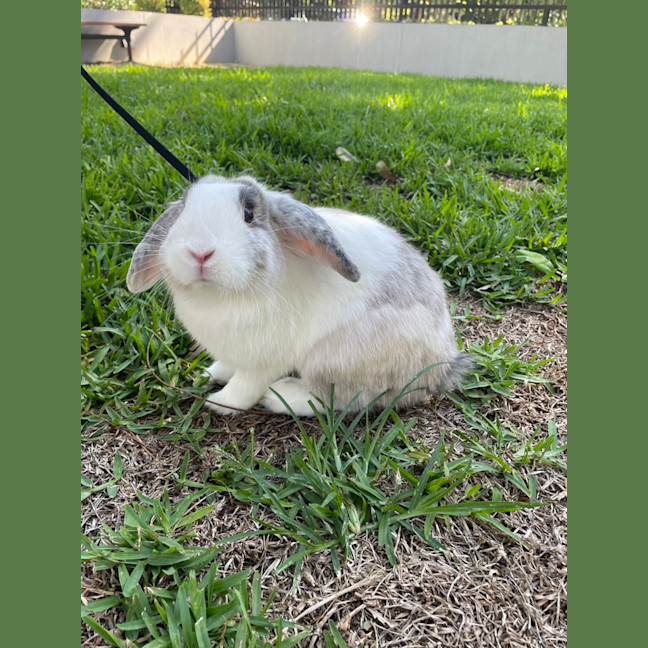 Photo of Harry Hopper