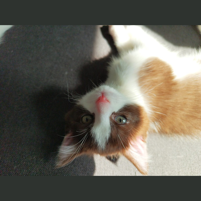 Photo of Pear