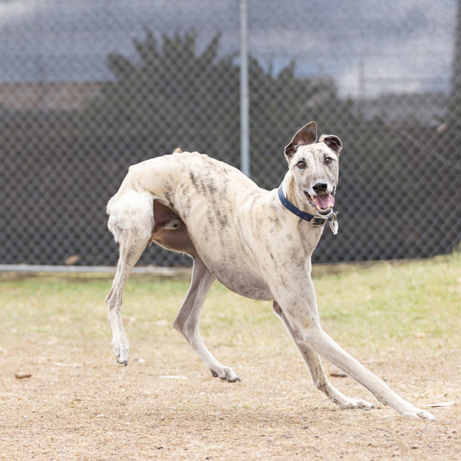 Photo of Ghost