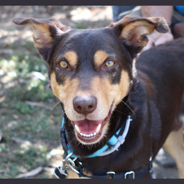 Photo of Rex