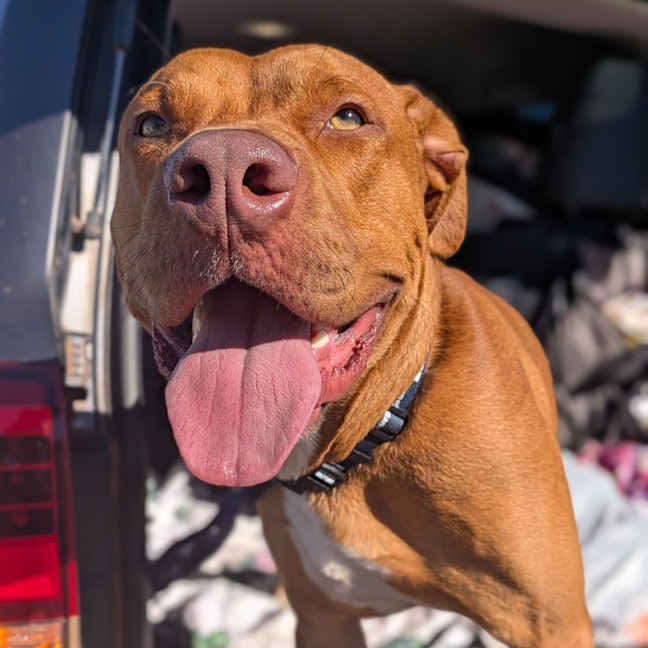 Photo of Samson