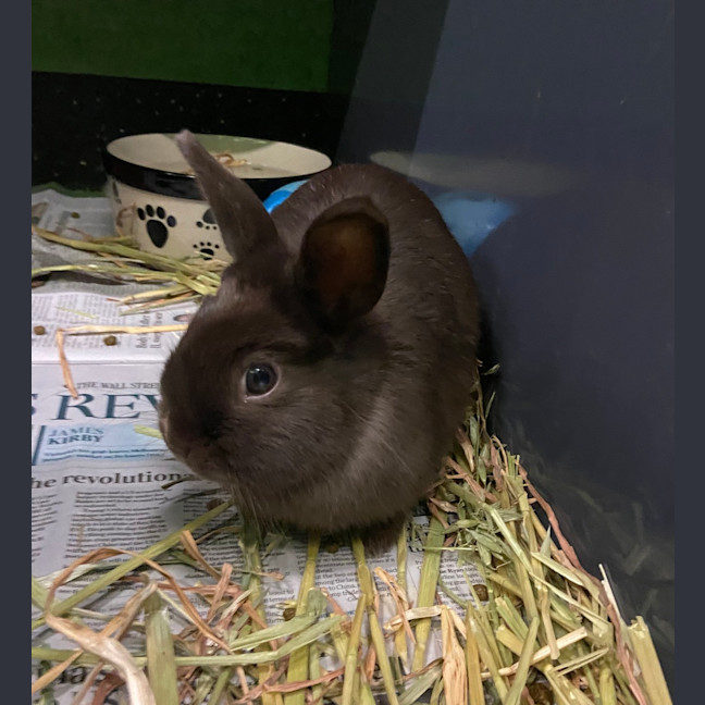 Photo of Jelly Bean